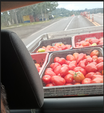 tomates